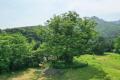 신상리 느티나무 전경 썸네일 이미지