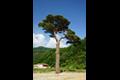 적목리 소나무 썸네일 이미지
