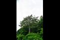 화악리 소나무 썸네일 이미지
