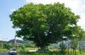 청평리 느티나무 썸네일 이미지