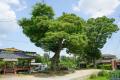 대곡리 느티나무 썸네일 이미지