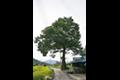 위곡리 느티나무 제15호 썸네일 이미지