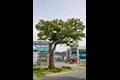 읍내리 느티나무 썸네일 이미지