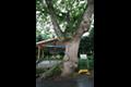 상색리 느티나무 썸네일 이미지