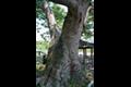 고성리 느티나무 썸네일 이미지